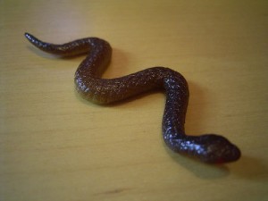 Snake Toy