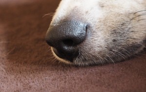 dogs-nose-1076709_640-300x190.jpg